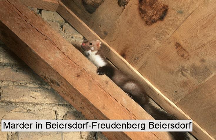 Marder in Beiersdorf-Freudenberg Beiersdorf